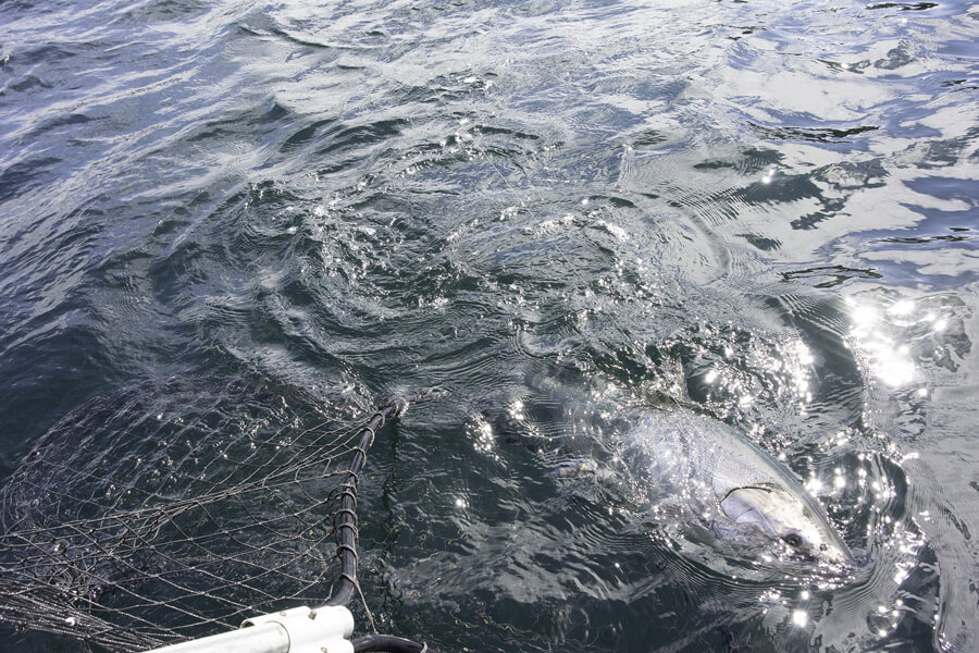 saltwater fly fishing