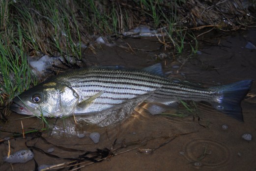 Fleeting Attraction Fly Anglers Can’t Ignore, Northeast Cinder Worm Spawn Worm “hatches” draw attention from fly-rodders from all walks of the sport. They are enormously appealing to freshwater anglers