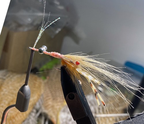saltwater flies - the evolution shrimp is a fly made for bonefish and permit that uses a shrimp head and epoxy body mimcking the M.O.E (Mother of all epoxy) fly. Esay to tie and swims great. One of the best saltwater patterns for bonefish, permit, redfish and snook.