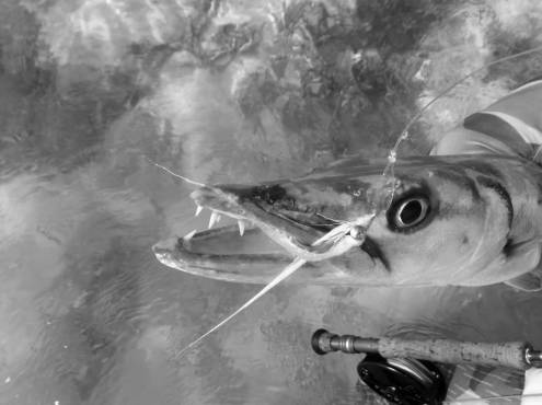 Saltwater fly fishing - White Clouser fly for saltwater