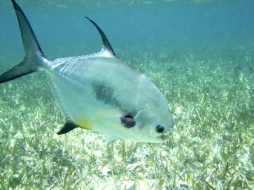 fly fishing magazine - permit on the fly