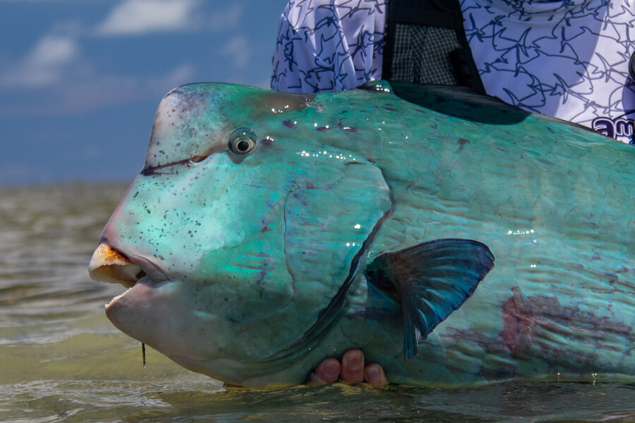 fly fishing magazine