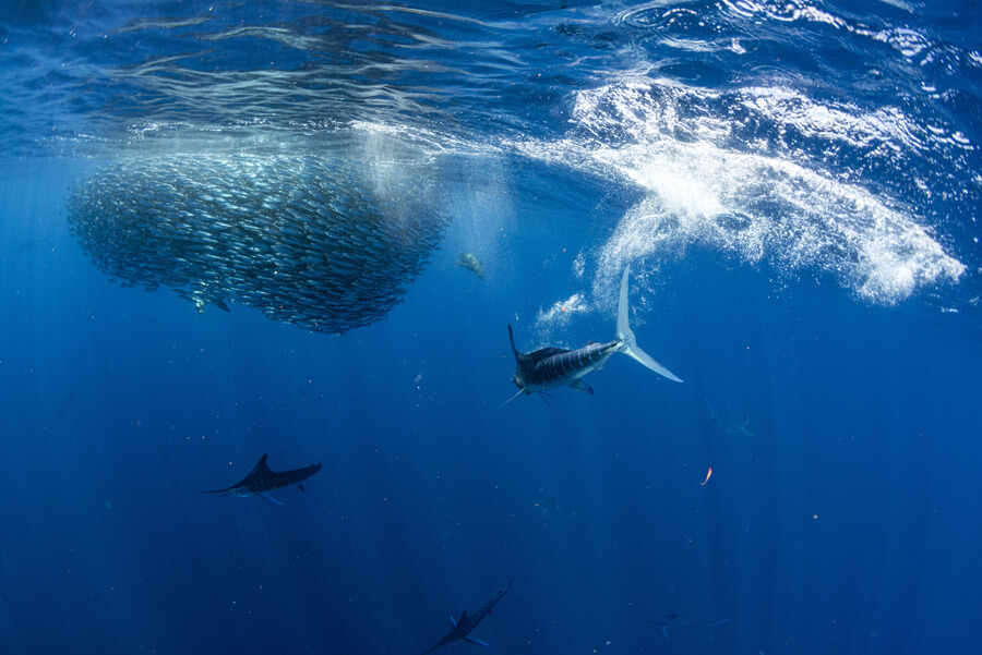 saltwater fly fishing | Striped Marlin