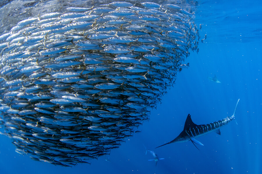 saltwater fly fishing | Striped Marlin