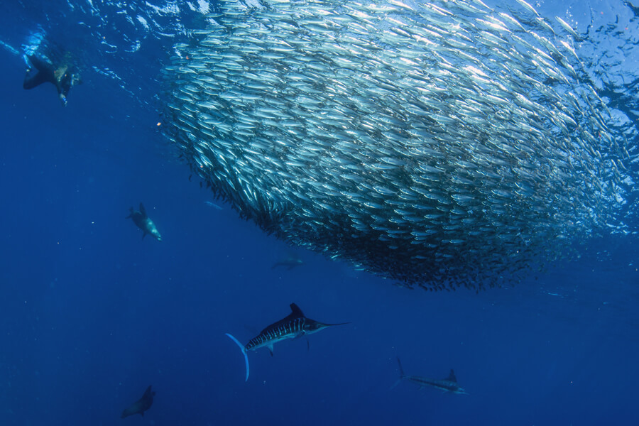 saltwater fly fishing | Striped Marlin