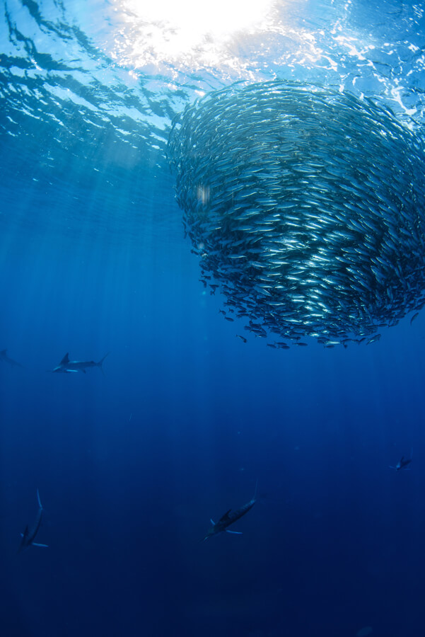 saltwater fly fishing | Striped Marlin