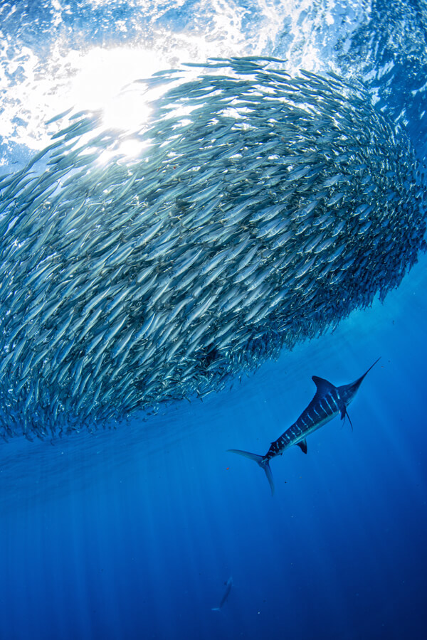 saltwater fly fishing | Striped Marlin