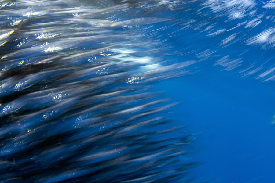 saltwater fly fishing | Striped Marlin