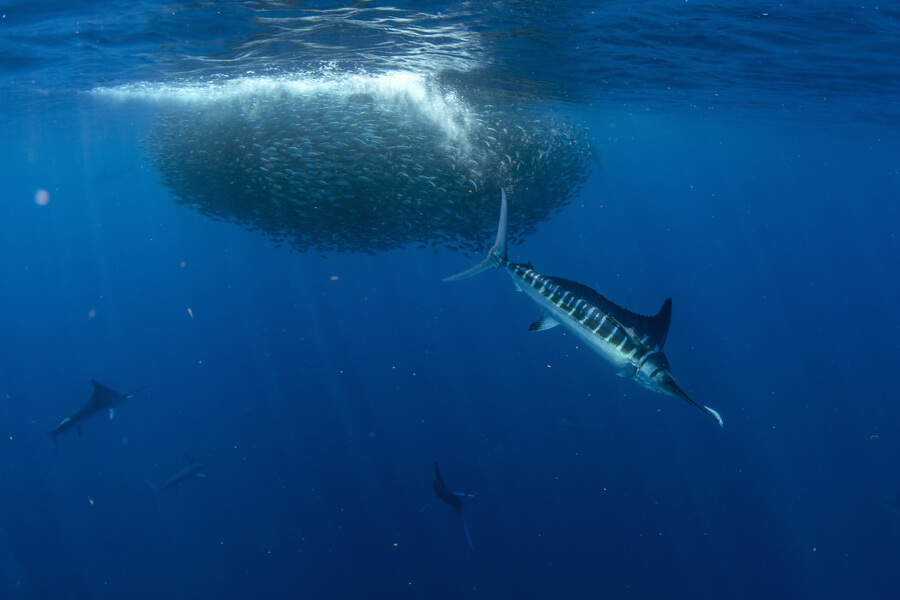 saltwater fly fishing | Striped Marlin