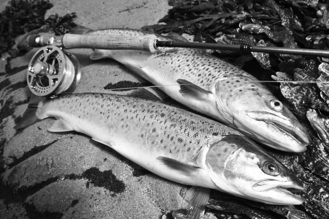 Saltwater fly fishing for Northern Sea Trout