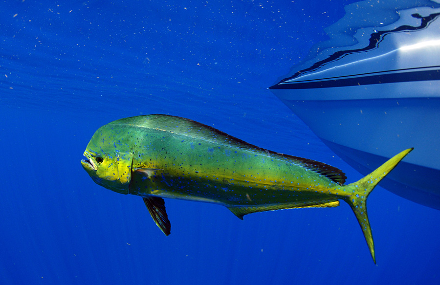 saltwater fly fishing - Capt Scott Hamilton's tale in tail fly fishing magazine - A guides Life.