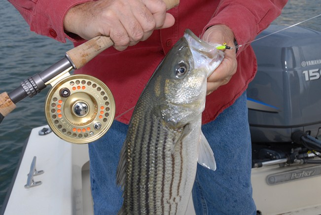 Deep Dive on the Clouser Deep Minnow I recently asked my friend Captain Robby Barradale of the Bayshore Saltwater Flyrodders what he thought about the Clouser Deep Minnow. His short reply speaks volumes: “It’s a must-have fly because it catches fish so well.” Tail Saltwater Fly Fishing Magazine