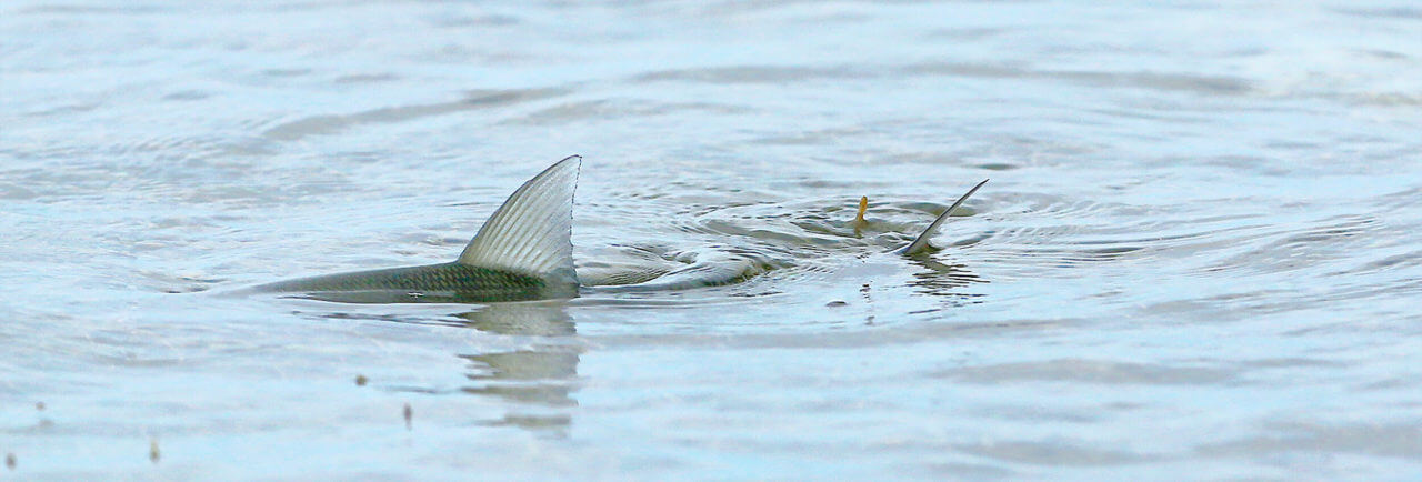 skinny water bonefish - Tail fly fishing magazine