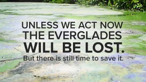 everglades - tail fly fishing magazine - now or neverglades - the balance
