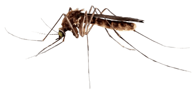 fly anglers and mosquitos
