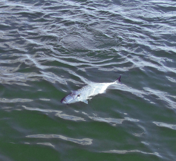 fly fishing magazine - saltwater fly fishing