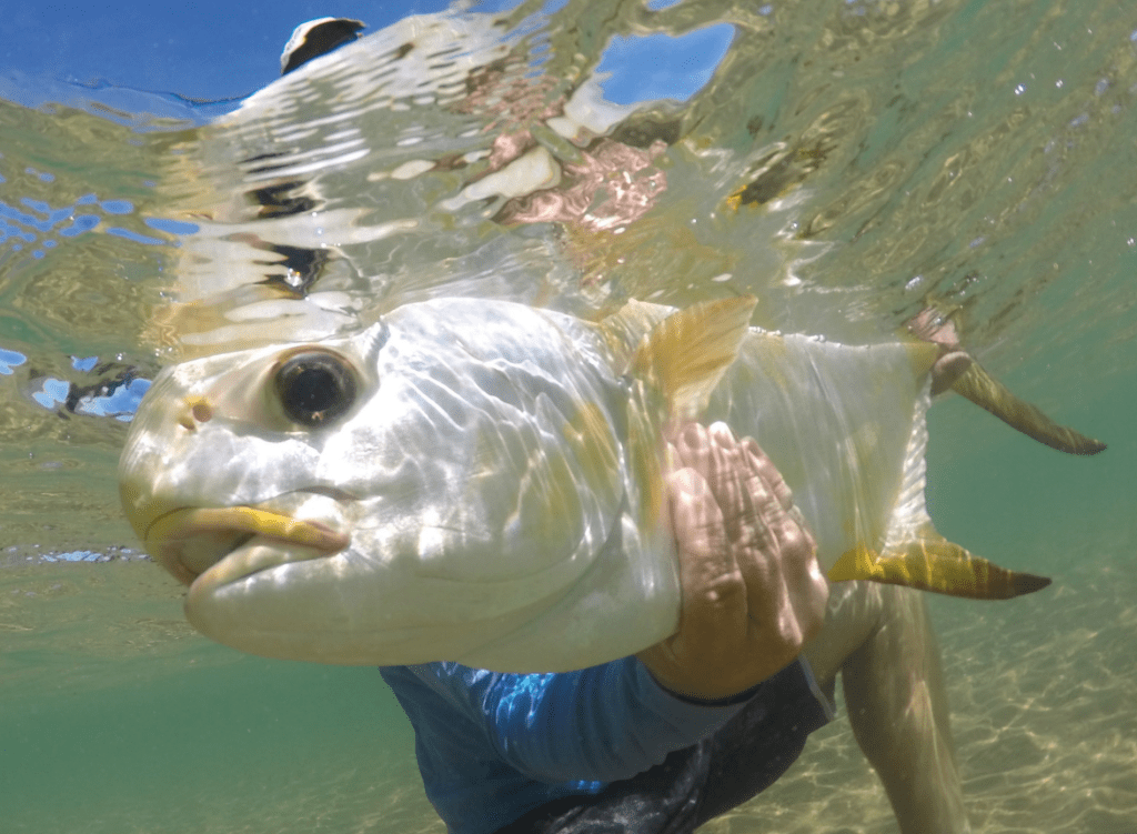 permit on fly